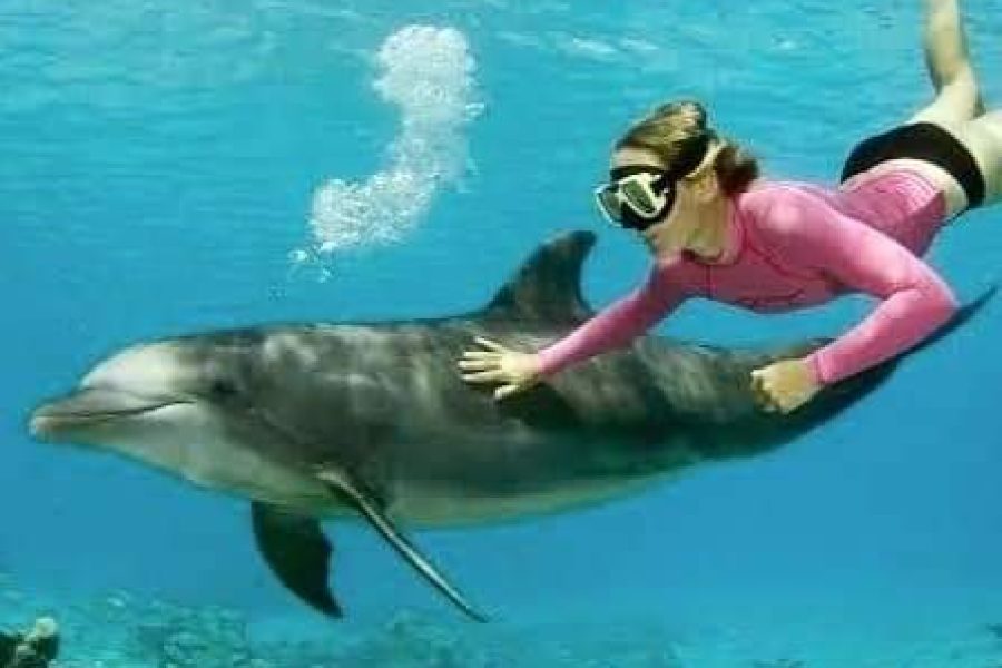 VIP Dolphin swim and snorkel excursion in Hurghada