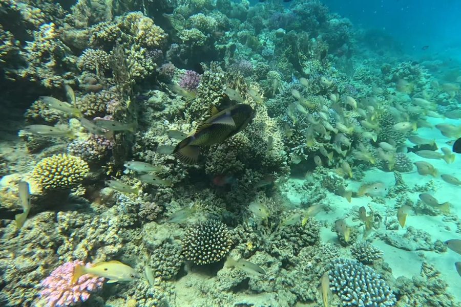 Abu Dabbab Bay snorkeling tour and swim with turtles